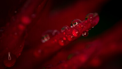red flower with drops