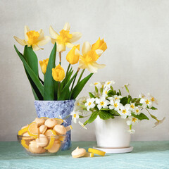 Still life with spring flowers. Composition with primrose, tulips and daffodils