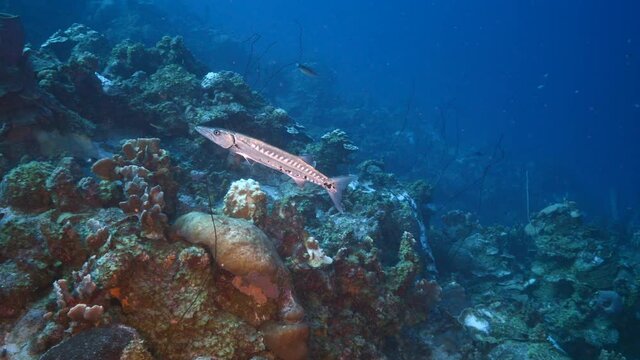 Barracuda in turquoise water of coral reef in Caribbean Sea, Curacao with fish, coral and sponge
