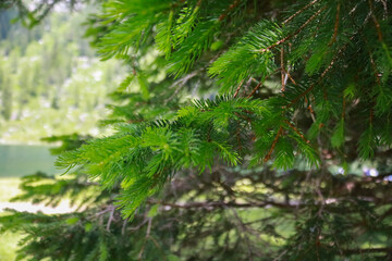 Primo piano di un pino con dietro il lago Nambino nel parco Adamello - Brenta in Trentino, viaggi e paesaggi in Italia