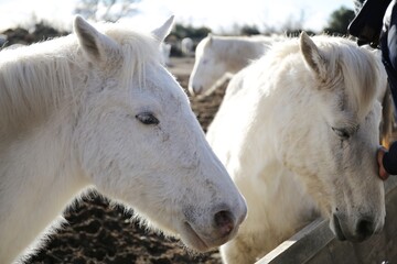 white horse in winter