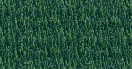 Green leaves tree. Forest background, nature design illustration pattern