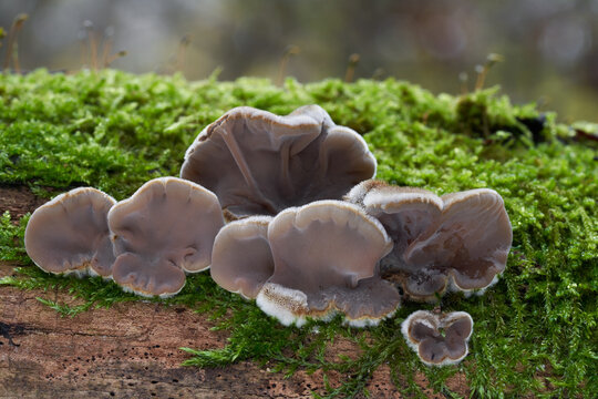 Inedible mushroom Auricularia mesenterica in the floodplain forest. Wild winter mushrooms growing on the wood.