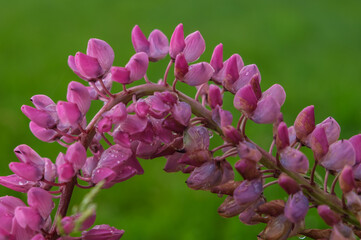 Pink lupine flower in a green garden after rain.