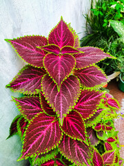 Coleus plant