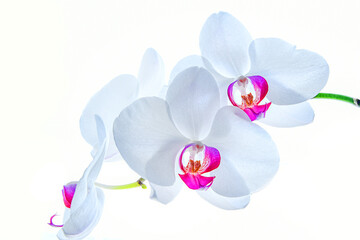 Weiße Orchidee isoliert - Banner