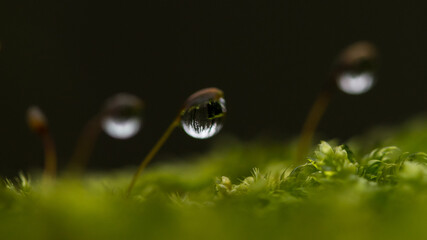 drop on moss