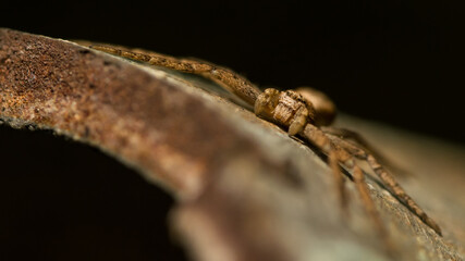 close up of a spider - Philodromus cespitum