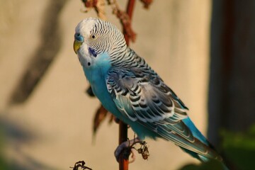 A blue budgerigar sits on a branch outdoors. Home parrot lost.