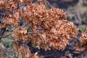 A withered branch of hydrangea. Hydrangea paniculata in autumn