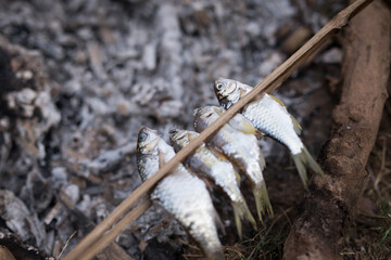 Fisherman placing fresh fish on bamboo stick for cooking on a fire