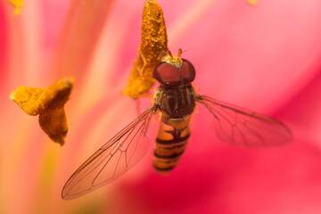 hoverfly on flower