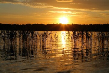 Beautiful orange sunset over the lake. Reflection of the sunset in the water, silhouettes of reeds growing out of the water. Sunny summer evening.