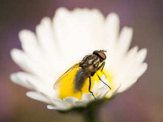 fly on flower