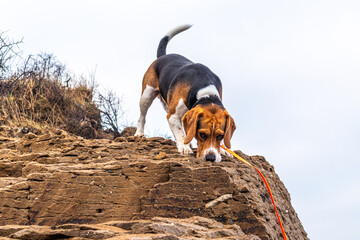 Beagle