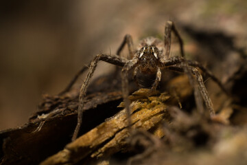 spider on the ground - 
Pisaura mirabilis