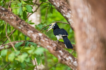 Oriental Pied Hornbill (Anthracoceros Albirostris) perched on a tree branch with a Cicada Insect in its bill (Anthracoceros Albirostris) in Yao Noi, Phang Nga, Thailand.