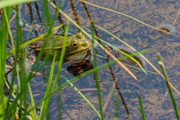 Froschlurche am Badsee im Allgäu