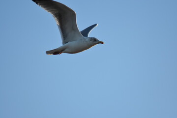 Vögel am Strand 