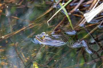 Froschlurche am Badsee im Allgäu
