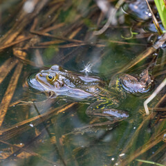 Froschlurche am Badsee im Allgäu
