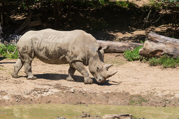 Blunt-nosed rhinoceros - Ceratotherium simum runs across the meadow under the trees.