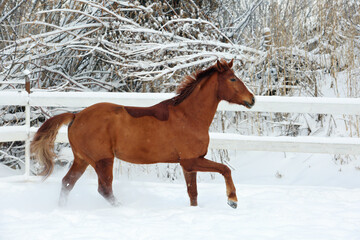 Beautiful sports horse galloping in winter farm 