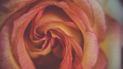 Fotografia de Natureza 