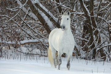 White andalusian horse portrait on snowy trees background