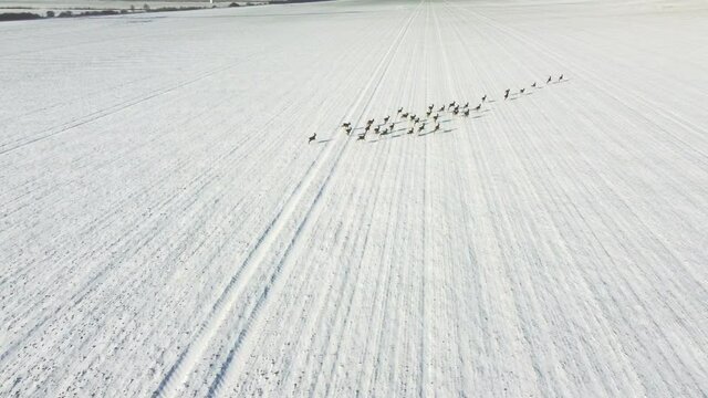 A herd of deer in the snow, bird's eye view. He runs in front of a white field.
