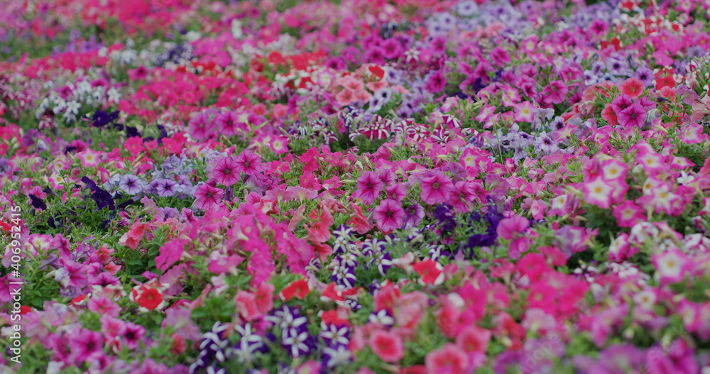 Poster flower field with different colour