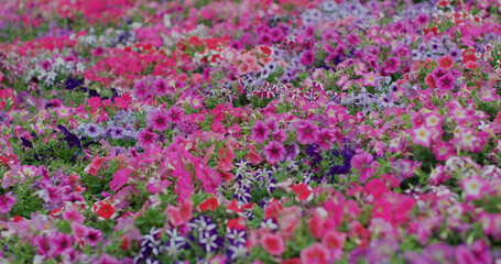 Obraz na płótnie Canvas Flower field with different colour