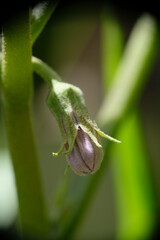 Close-up of eggplant flowers bud in the home garden.
