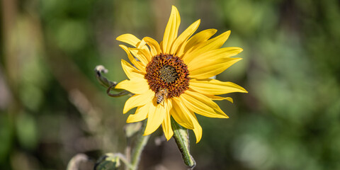 Sonnenblume