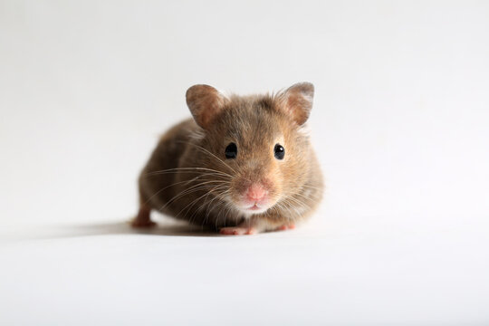 Pet cute brown hamster on a white background close-up