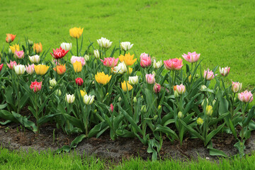 Blühende Tulpen im Frühling	