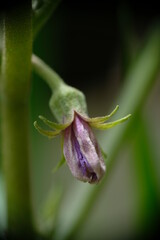 Close-up of eggplant flowers bud in the home garden.