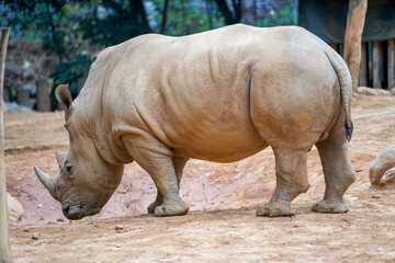 Naklejka premium A close-up of a large rhino in the wild