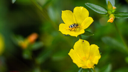 Fotografia de Natureza 