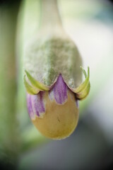 Close-up of eggplant in the home garden.