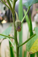 Close-up of eggplant in the home garden.
