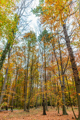 Fototapeta premium Wald