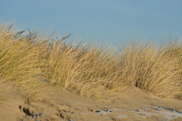 Fototapeta na wymiar Nordseeküste im Winter von Niederlande
