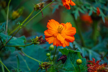 Fotografia de Natureza 