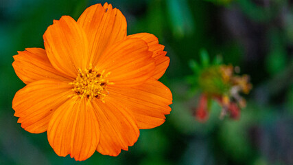 Fotografia de Natureza 