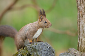 エゾリス Red squirrel