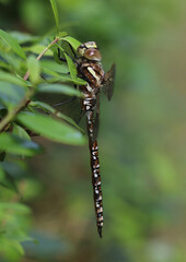 Torf-Mosaikjungfer - 