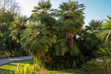 Beautiful multi-stemmed palm tree Chamaerops humilis, European fan or Mediterranean dwarf palm tree...