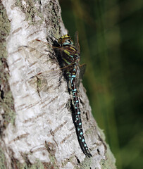Torf-Mosaikjungfer - Common Hawker