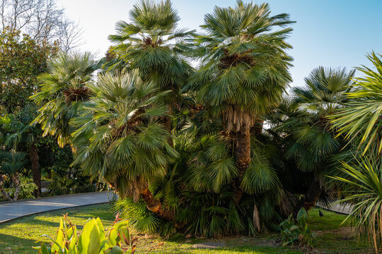 Beautiful multi-stemmed palm tree Chamaerops humilis, European fan or Mediterranean dwarf palm tree in alndshaft park of city of Sochi. Luxurious leaves against blue sky.